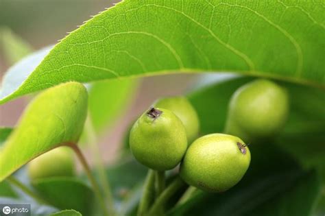 梨樹種植|梨樹怎麼種？教你種植梨樹的正確方法